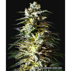 Bruce Killer Auto, Фасовка: 10